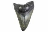 Fossil Megalodon Tooth - South Carolina #371777-1